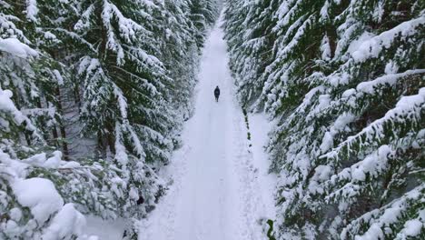 Aerial-drone-backward-moving-shot-over-a-man-walking-through-snow-covered-coniferous-forest-at-daytime