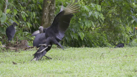 Black-vultures--fighting-on-the-ground,-slowmotion