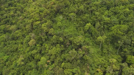 A-lush-green-mountain-with-a-dense-tropical-rainforest