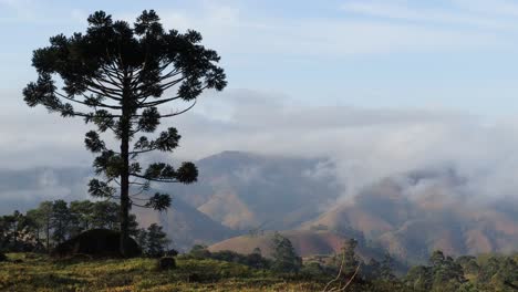 Araucaria-in-the-foreground-with-fog-and-clouds-moving-timelapse-on-the-background