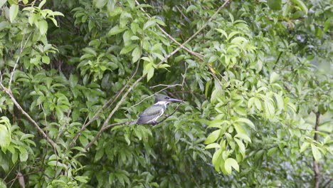 Amazonas-Eisvogel-Thront-Auf-Einem-Zweig-Und-Fliegt-Davon,-San-Carlos-River,-Costa-Rica