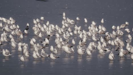 A-large-flock-of-gulls-standing-on-the-ice-of-a-frozen-lake