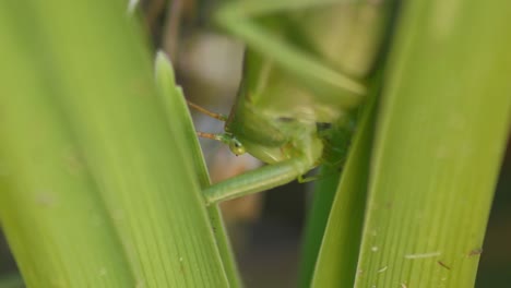 head-of-camouflaged-green-Grasshopper-sitting-On-Green-Plant-Leaf