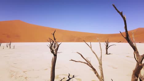 4K-Drohne-Fliegt-Durch-Tote-Kameldornbäume-In-Deadvlei,-In-Der-Nähe-Von-Sossusvlei,-Namib-Naukluft-Park,-Namibia