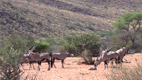 Die-Oryx-Antilope,-Auch-Spießbock-Genannt,-Leckt-Eine-Salzlecke-In-Der-Trockenen-Kalahari
