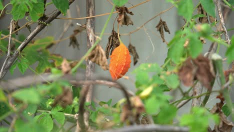 Cerasee-kerala-bitter-melon-plant-with-kerala-hanging-from-vines-used-to-make-herbal-healthy-teagood-for-weight-loss