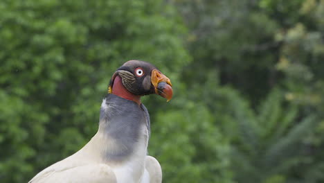 King-vulture--portrait,-close-up-slowmotion