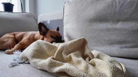 A-French-Bulldog-napping-peacefully-on-a-grey-sofa-with-a-yellow-blanket