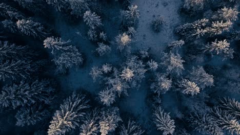 Top-View-Of-Forest-During-The-Winter-Season-In-Indre-Fosen,-Norway---Drone-Shot