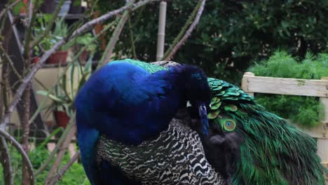 This-peacock-is-impressive-with-its-colors