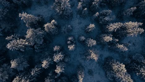 Bird’s-Eye-View-Of-Coniferous-Snow-Covered-Forest-In-Indre-Fosen,-Norway---Drone-Shot