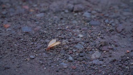 Geflügelte-Termite-Oder-Fliegende-Ameise-Oder-Laron,-Die-Auf-Dem-Boden-Laufen