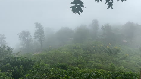 Handheld-Shot-through-Mist-of-Tea-Plantation-and-Trees-in-Ella-Sri-Lanka