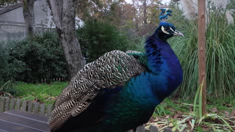 This-peacock-is-impressive-with-its-colors