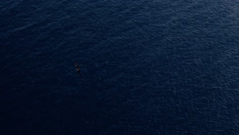 Frigate-sea-bird-soars-above-light-blue-ocean-waves-at-sunset-heading-to-dark-deep-blue-water