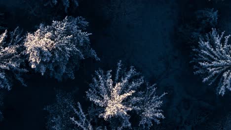 Gefrorener-Wald-Mit-Schneebedeckten-Bäumen-Im-Winter,-Indre-Fosen,-Norwegen---Luftaufnahme-Von-Oben-Nach-Unten