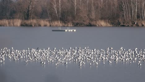 A-shot-of-a-frozen-lake-on-which-a-large-flock-of-gulls-is-resting