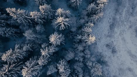 Top-Down-View-Of-Forest-In-Winter,-Trees-Covered-In-Snow-In-Indre-Fosen,-Norway---Drone-Shot