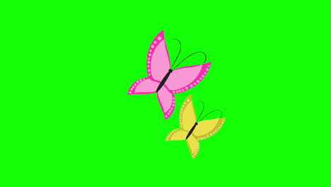 A-pair-of-butterflies-icon-concept-loop-animation-video-with-alpha-channel
