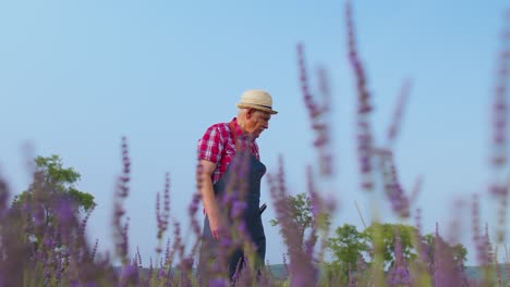 Senior-old-man-grandfather-farmer-growing-lavender-plant-in-herb-garden-field,-retirement-activities