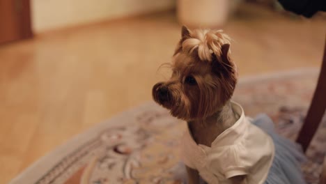 Perro-Terrier-Con-Vestido-Divertido