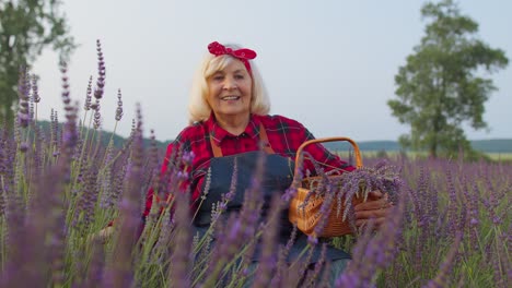 Senior-farmer-worker-grandmother-woman-in-organic-field-growing,-gathering-purple-lavender-flowers