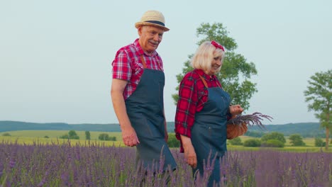 Senior-man-woman-grandfather-grandmother-farmers-gathering-lavender-flowers-on-summer-field-garden