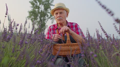Senior-farmer-worker-grandfather-man-in-organic-field-growing,-gathering-purple-lavender-flowers