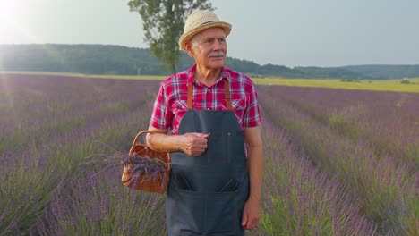 Senior-man-grandfather-farmer-gathering-lavender-flowers-on-basket-on-herb-garden,-showing-thumbs-up