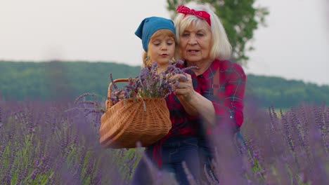Ältere-Großmutter-Mit-Enkelin-Und-Kind,-Familienbauern,-Die-Lavendelpflanze-Im-Kräutergarten-Anbauen