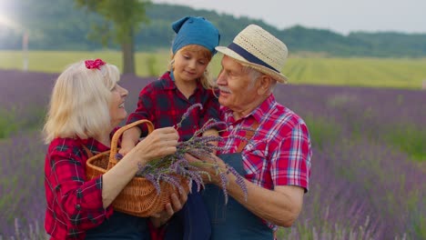 Senior-Großmutter-Großvater-Mit-Enkelin-Bauern-Wachsen-Lavendelblüten-In-Wiese-Feld