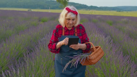 Ältere-Bäuerin,-Großmutter-Auf-Einem-Feld,-Das-Lavendel-Anbaut,-Ein-Digitales-Tablet-In-Der-Hand-Hält-Und-Die-Ernte-Untersucht