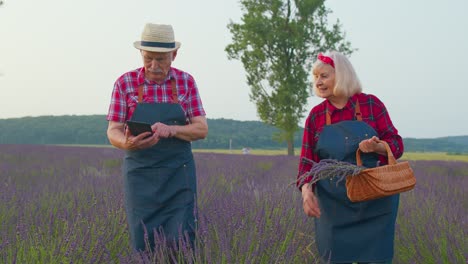 Ältere-Landwirte-Großvater-Großmutter-In-Feld-Wächst-Lavendel-Untersuchen-Ernte-Auf-Digital-Tablette