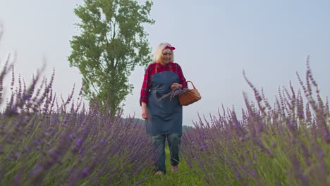 Senior-farmer-grandmother-woman-in-organic-blooming-field-of-purple-lavender-flowers,-harvesting