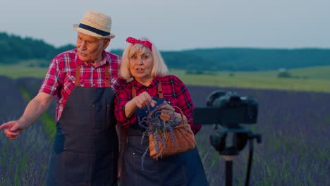 Senior-grandfather-grandmother-bloggers-recording-video-vlog-tutorial-in-field-of-lavender-flowers