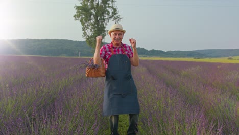 Senior-grandfather-farmer-gathering-lavender-flowers-on-field,-dancing,-celebrating-success-win