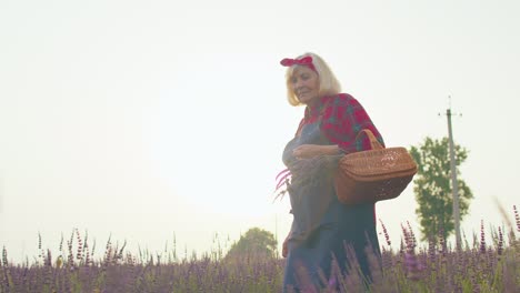 Senior-woman-grandmother-farmer-growing-lavender-plant-in-herb-garden-field,-retirement-activities