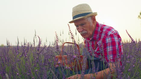 Anciano-Abuelo-Agricultor-Cultivando-Plantas-De-Lavanda-En-El-Campo-Del-Jardín-De-Hierbas,-Actividades-De-Jubilación