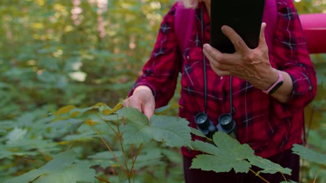 Active-elderly-senior-grandmother-adventurer-exploring-forest-trees,-plants-with-her-digital-tablet