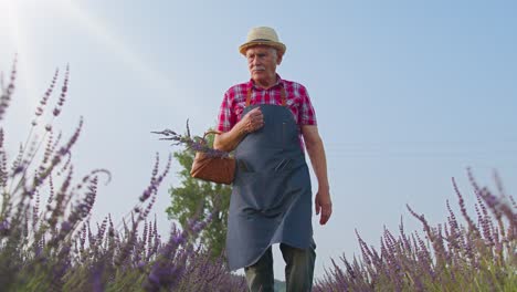 Abuelo-Granjero-Senior-En-Campo-Orgánico-Floreciente-De-Flores-De-Lavanda-Púrpura,-Cosechando