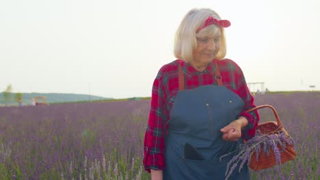 Senior-old-grandmother-farmer-gathering-lavender-flowers-on-basket-on-herb-garden,-showing-thumbs-up
