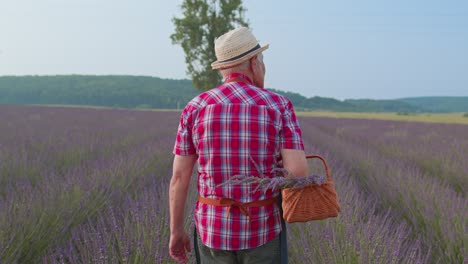 Senior-man-grandfather-farmer-gathering-lavender-flowers-on-basket-on-herb-garden,-farm-eco-business