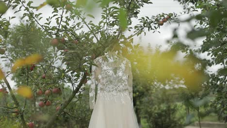 The-bride's-dress-hangs-on-an-apple-tree.-Very-beautiful-and-elegant.-Wedding