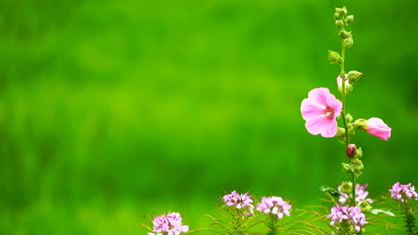 Pink-flower-on-green-field-background.