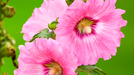Pink-flower-on-green-field-background.