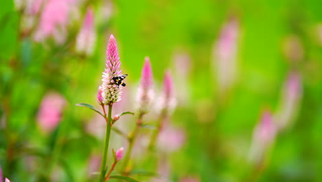 Butterfly-on-pink-flower-in-green-field-background