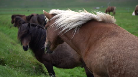 Icelandic-horse-in-scenic-nature-of-Iceland.