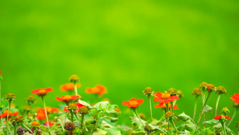 Red-flower-on-green-field-background.
