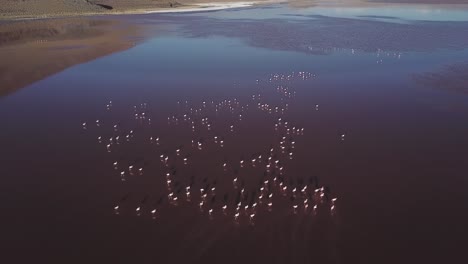 Diese-Luftaufnahme-Von-Flamingovögeln-Vor-Dem-Hintergrund-Der-Laguna-De-Canapa-Ist-Ein-Beweis-Für-Das-Zarte-Gleichgewicht-Und-Die-Pure-Schönheit,-Die-Sich-In-Dieser-Abgelegenen-Und-Bezaubernden-Ecke-Südamerikas-Entfaltet