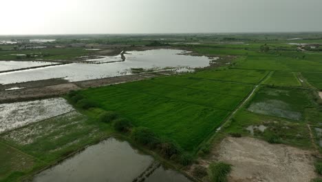 Aerial-panoramic-view-of-a-lush-village-landscape-near-Mirpur-Khas,-Sindh,-Pakistan